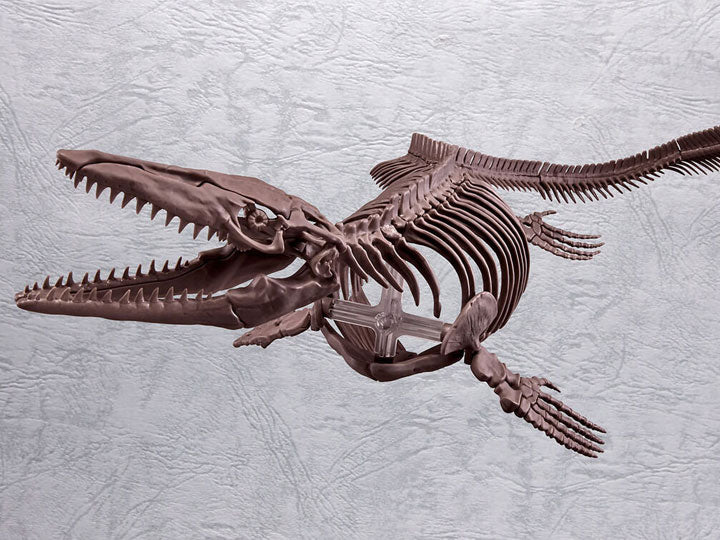 Imaginary Skeleton: Mosasaurus 1/32