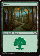 Forest (DSK-286) [Duskmourn: House of Horror] Foil