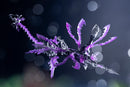 Arcanadea: XenoAlma Tidal Orketos