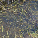 AK8008: Diorama - Still Water (250mL)