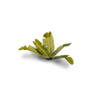 Laser Plants: Banana Tree