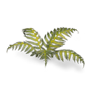 Laser Plants: Braken