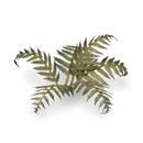 Laser Plants: Braken