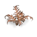 Laser Plants: Dry Braken