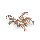 Laser Plants: Dry Braken