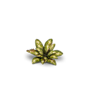 Laser Plants: Dumb Cane