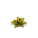 Laser Plants: Dumb Cane