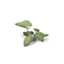 Laser Plants: Elephant Ear