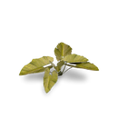 Laser Plants: Elephant Ear