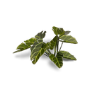 Laser Plants: Elephant Ear