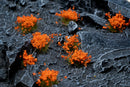 GamersGrass: Orange Flowers