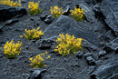 GamersGrass: Yellow Flowers