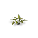 Laser Plants: Lords-and-Ladies