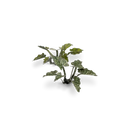 Laser Plants: Lords-and-Ladies