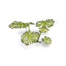 Laser Plants: Monstera