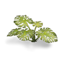 Laser Plants: Monstera