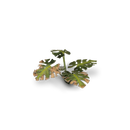 Laser Plants: Monstera