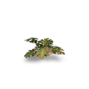 Laser Plants: Monstera